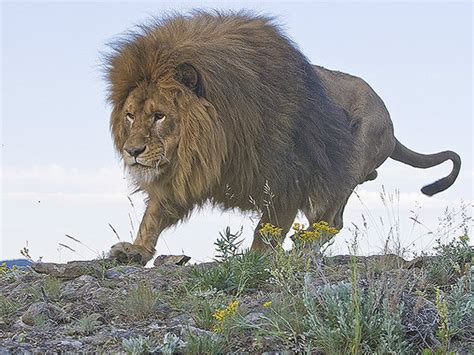 獅子 習性|獅子是什麼向？獅子的特徵、習性與保護現狀解析